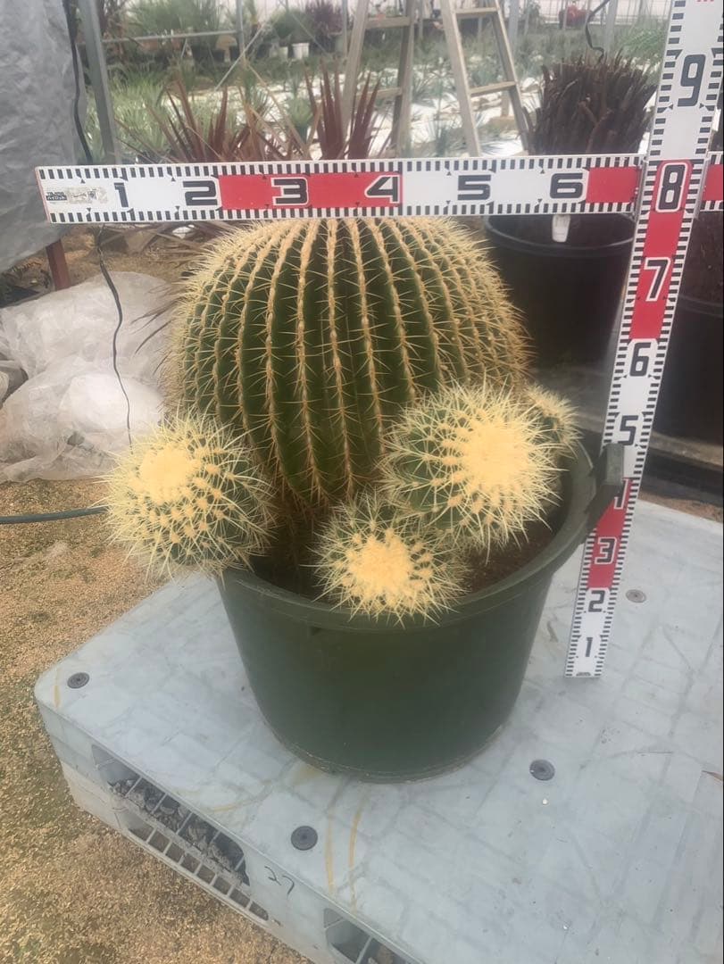 金鯱　サボテン　引取限定