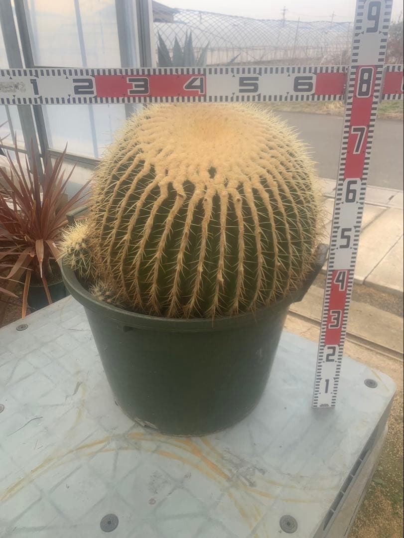 金鯱　サボテン　引取限定