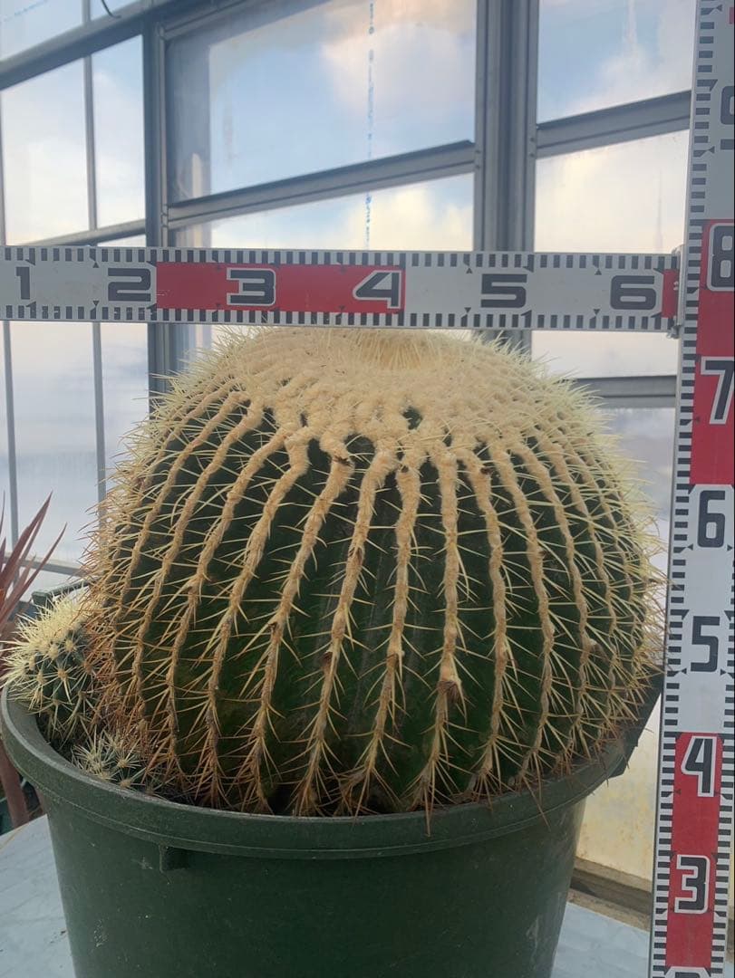 金鯱　サボテン　引取限定