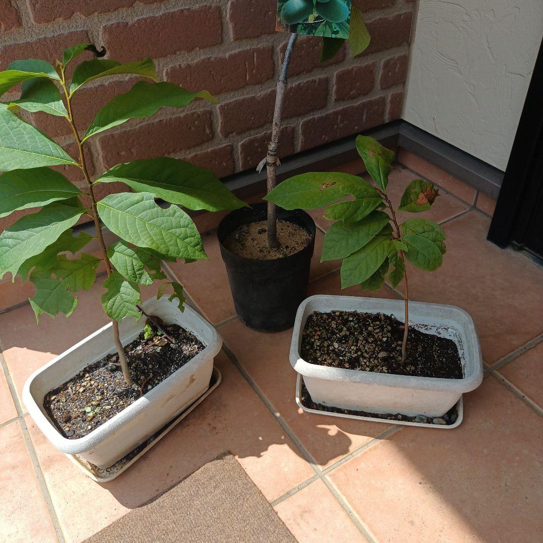 マンゴポポーMango Powpow　幻の果物　３点セット