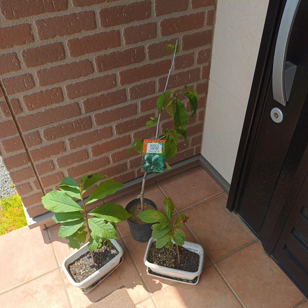 マンゴポポーMango Powpow　幻の果物　３点セット