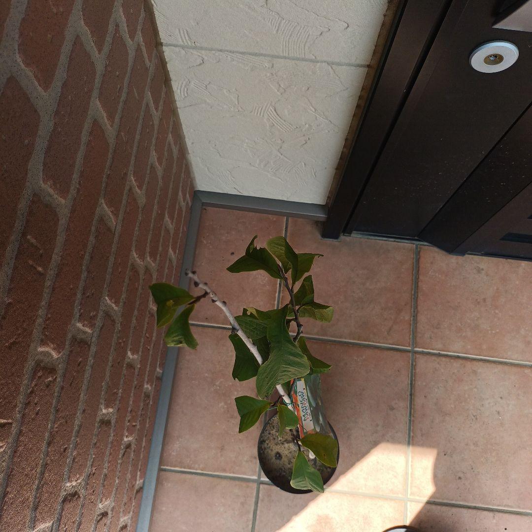 マンゴポポーMango Powpow　幻の果物　３点セット