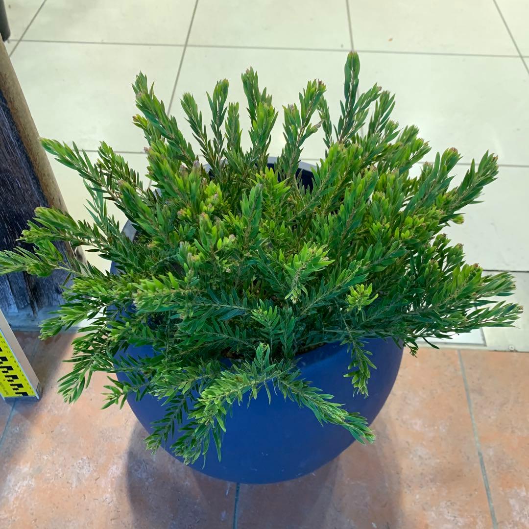 アカシア テレサ ファイバー鉢