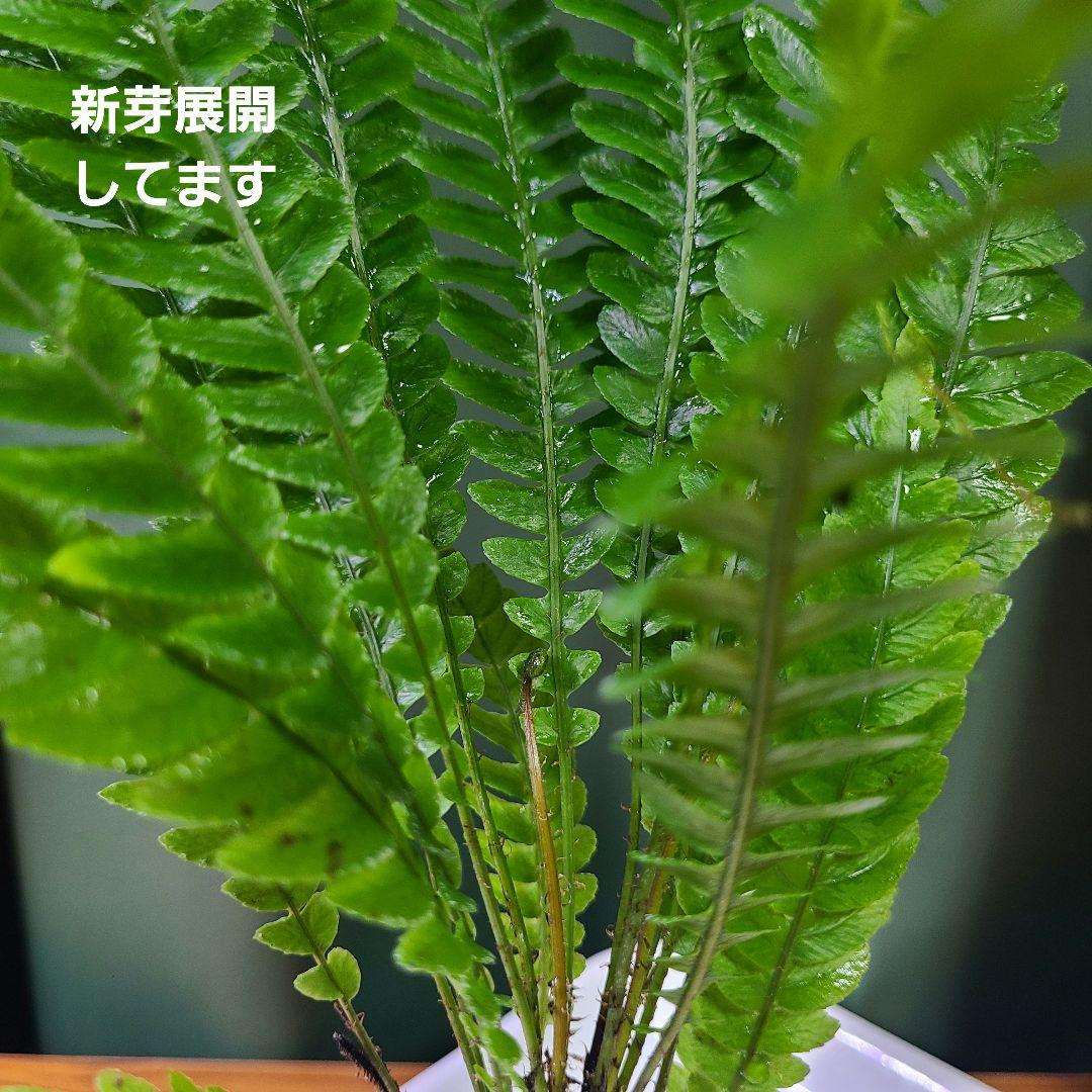 オブオブ ブレクナム オブツサタムvar.オブツサタム Blechnumシダ植物