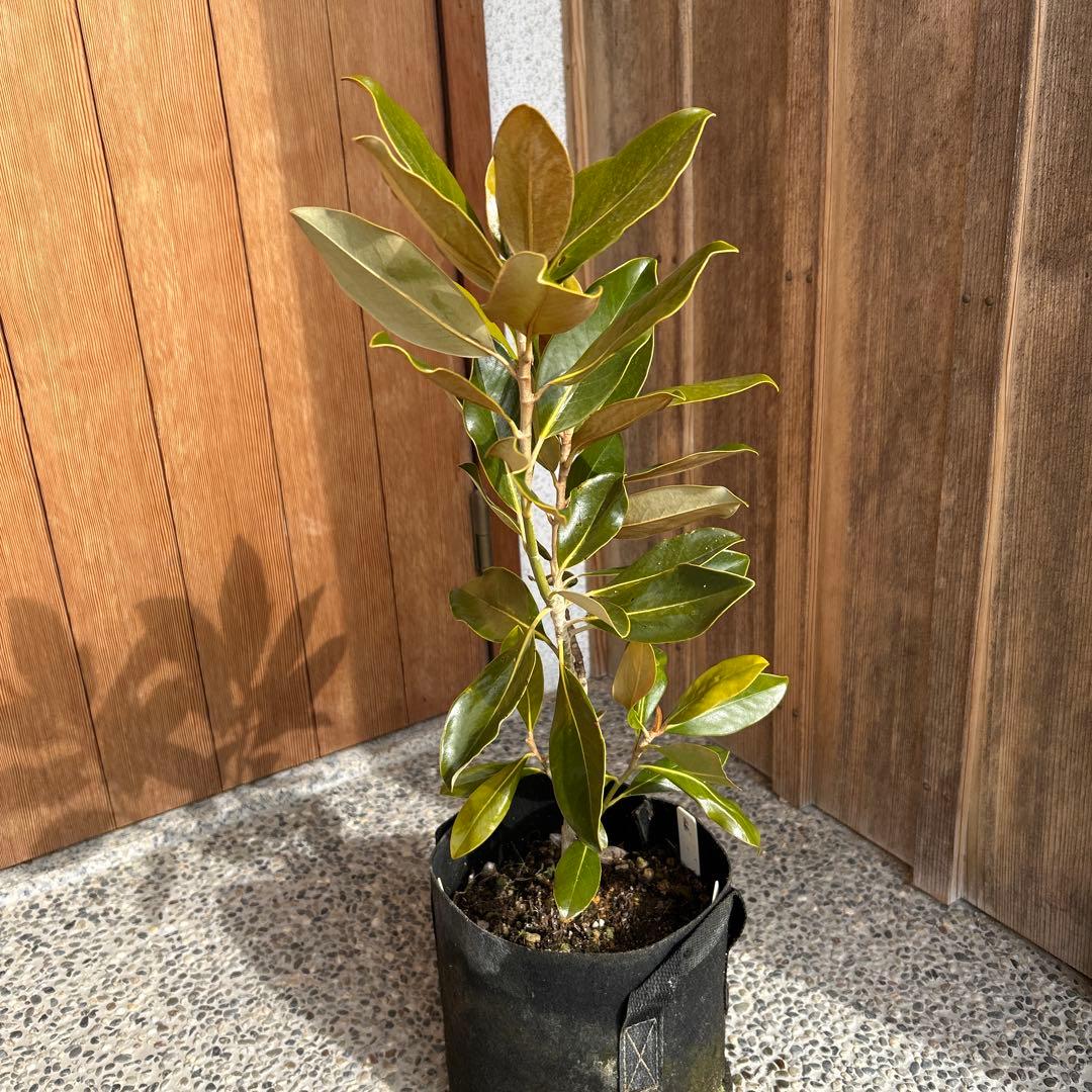 し*こ様 常緑樹　リトルジェム