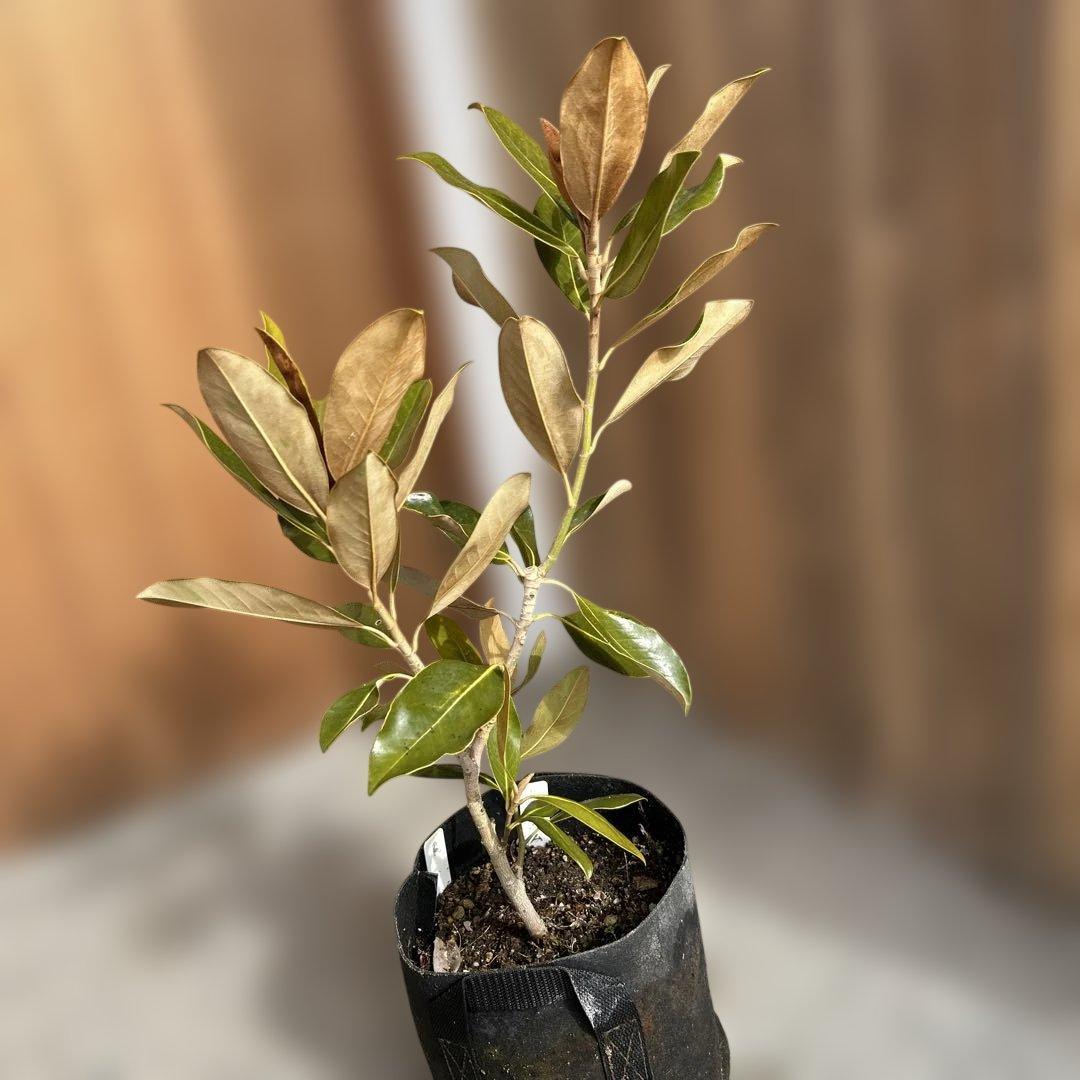 し*こ様 常緑樹　リトルジェム