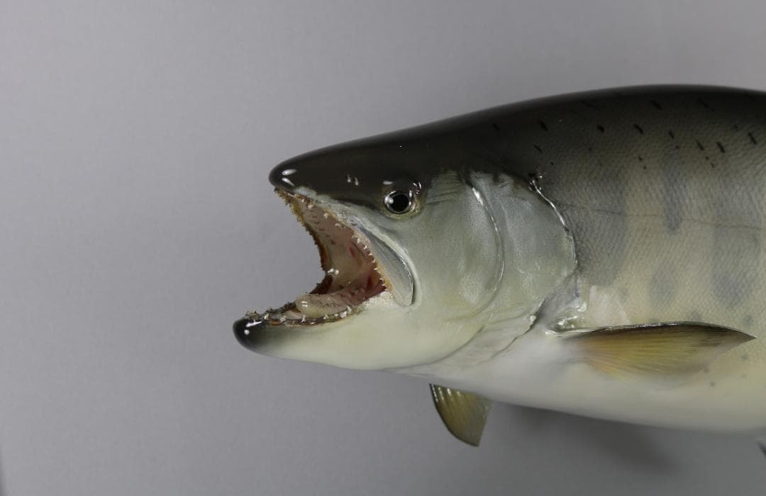 ヤマメの剥製　46ｃｍ　剥製魚