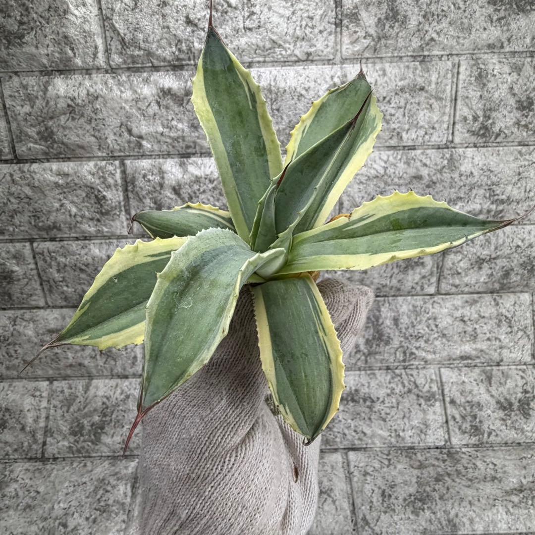 え*れ様 【アガベ オバティフォリア“オルカ”】地植え/-18℃まで/極上　L2