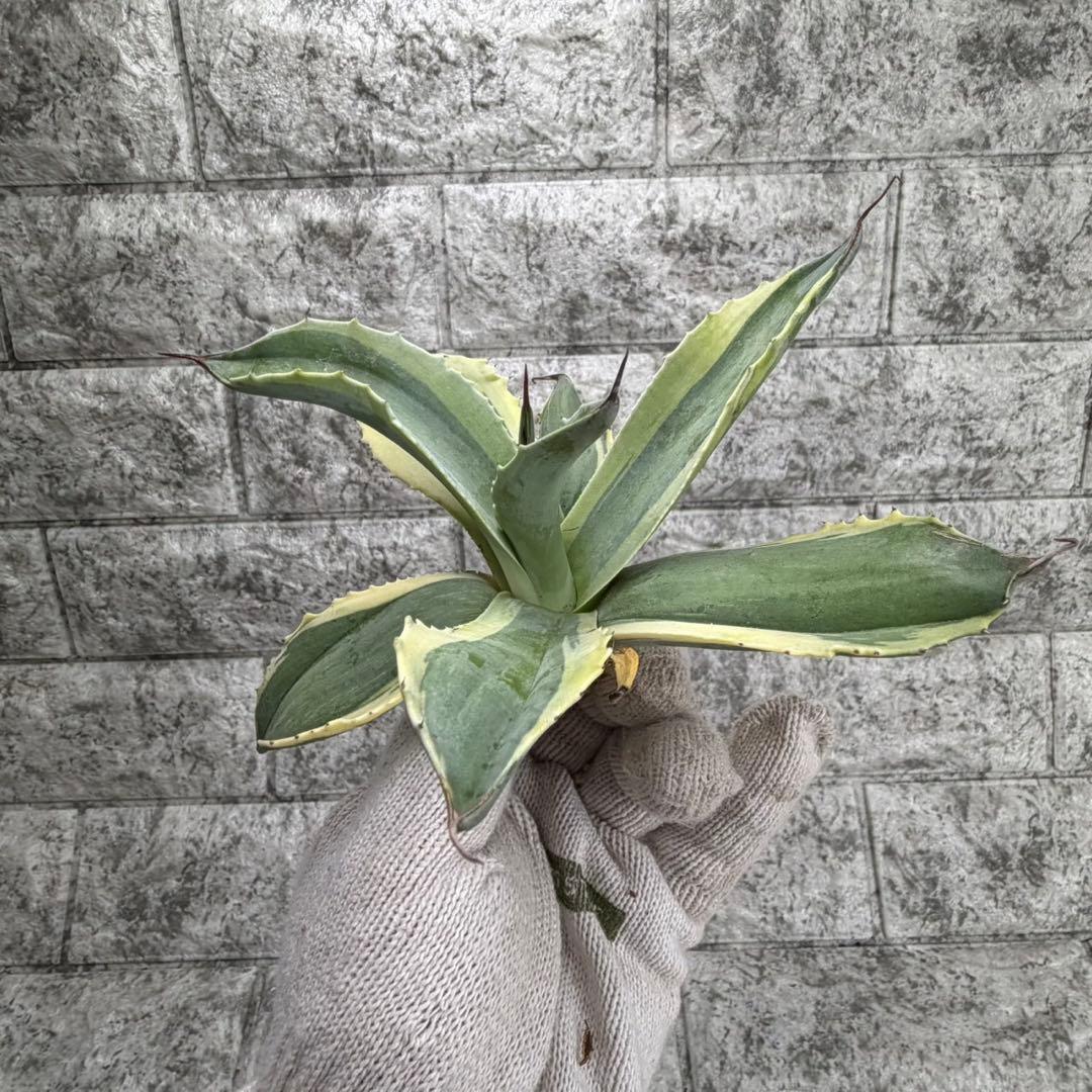 え*れ様 【アガベ オバティフォリア“オルカ”】地植え/-18℃まで/極上　L2