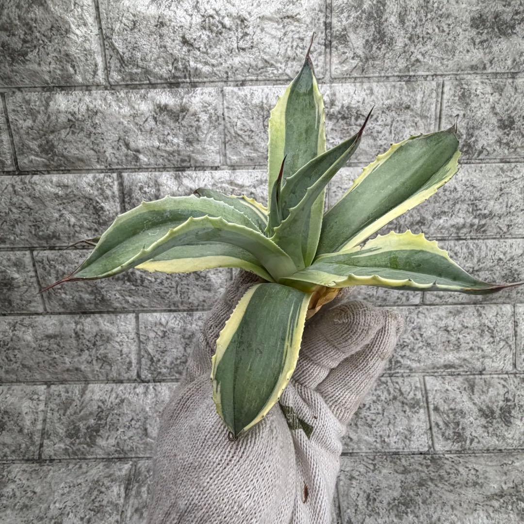 え*れ様 【アガベ オバティフォリア“オルカ”】地植え/-18℃まで/極上　L2