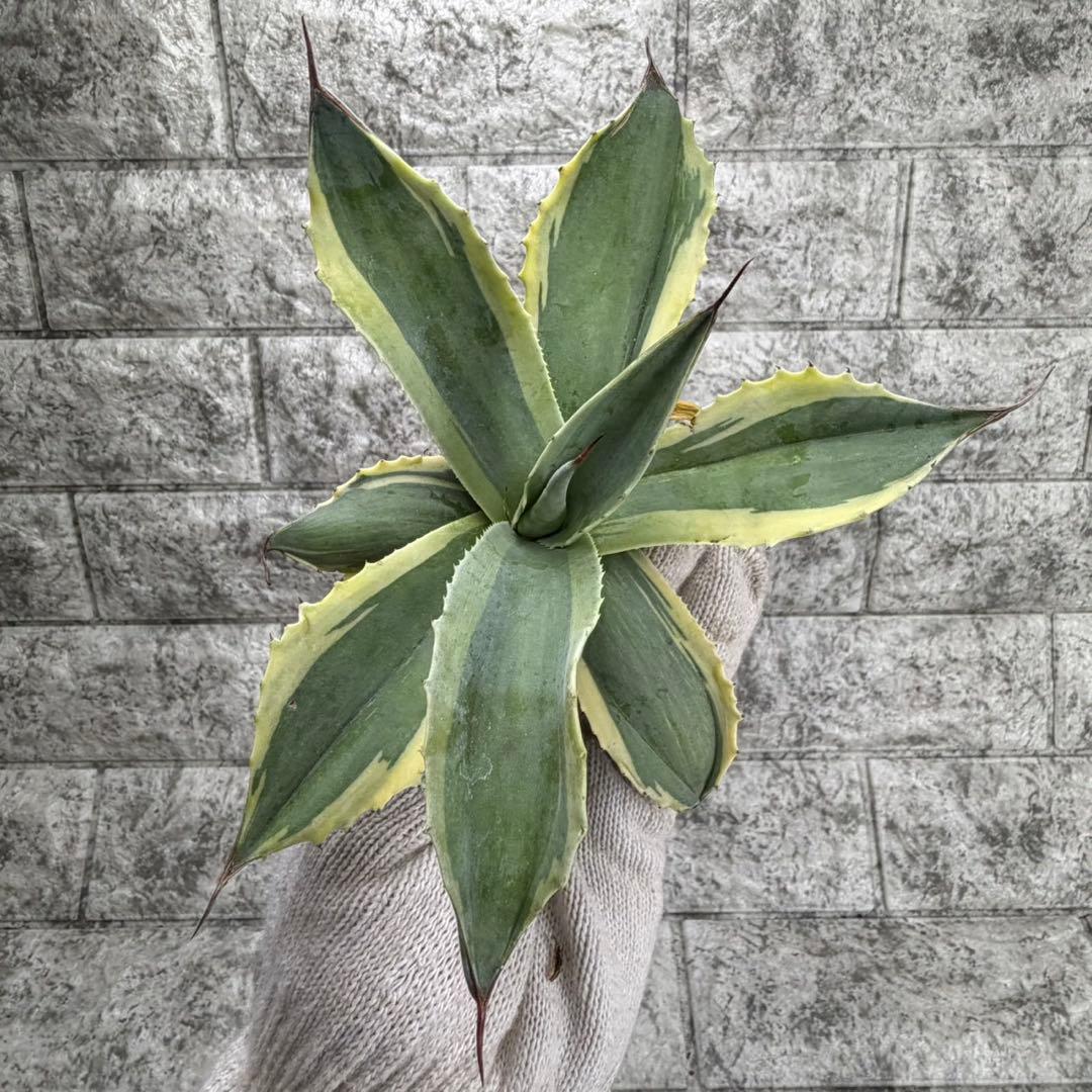 え*れ様 【アガベ オバティフォリア“オルカ”】地植え/-18℃まで/極上　L2