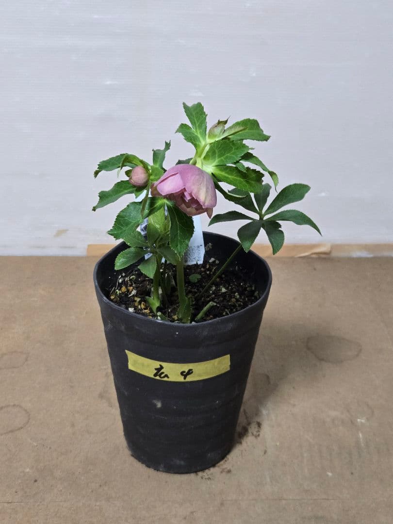 ☆広瀬園芸☆クリスマスローズ☆ブラック☆5号鉢☆