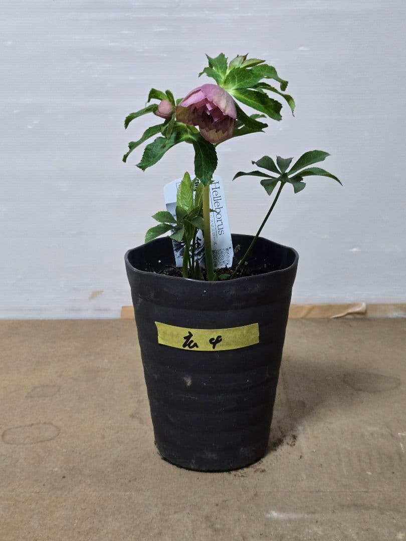 ☆広瀬園芸☆クリスマスローズ☆ブラック☆5号鉢☆