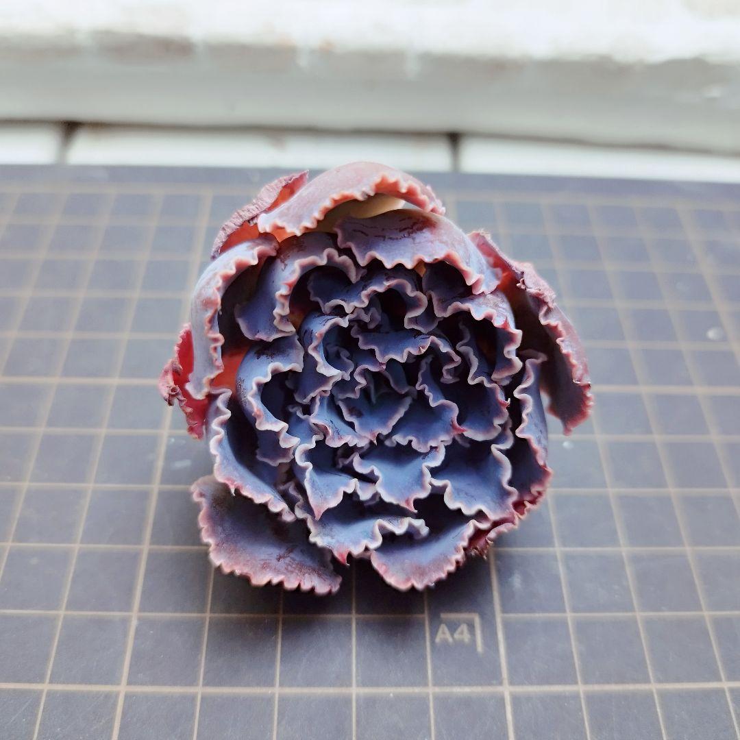 シャビアナトリュフ◎多肉植物 カット苗 輸入苗 エケベリア等 - メルカリ