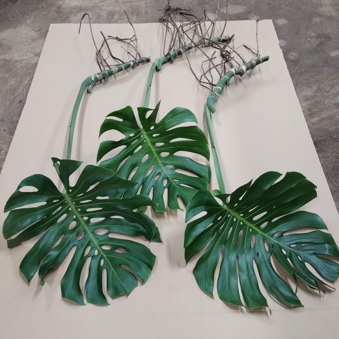 モンステラ　観葉植物 3枚セット