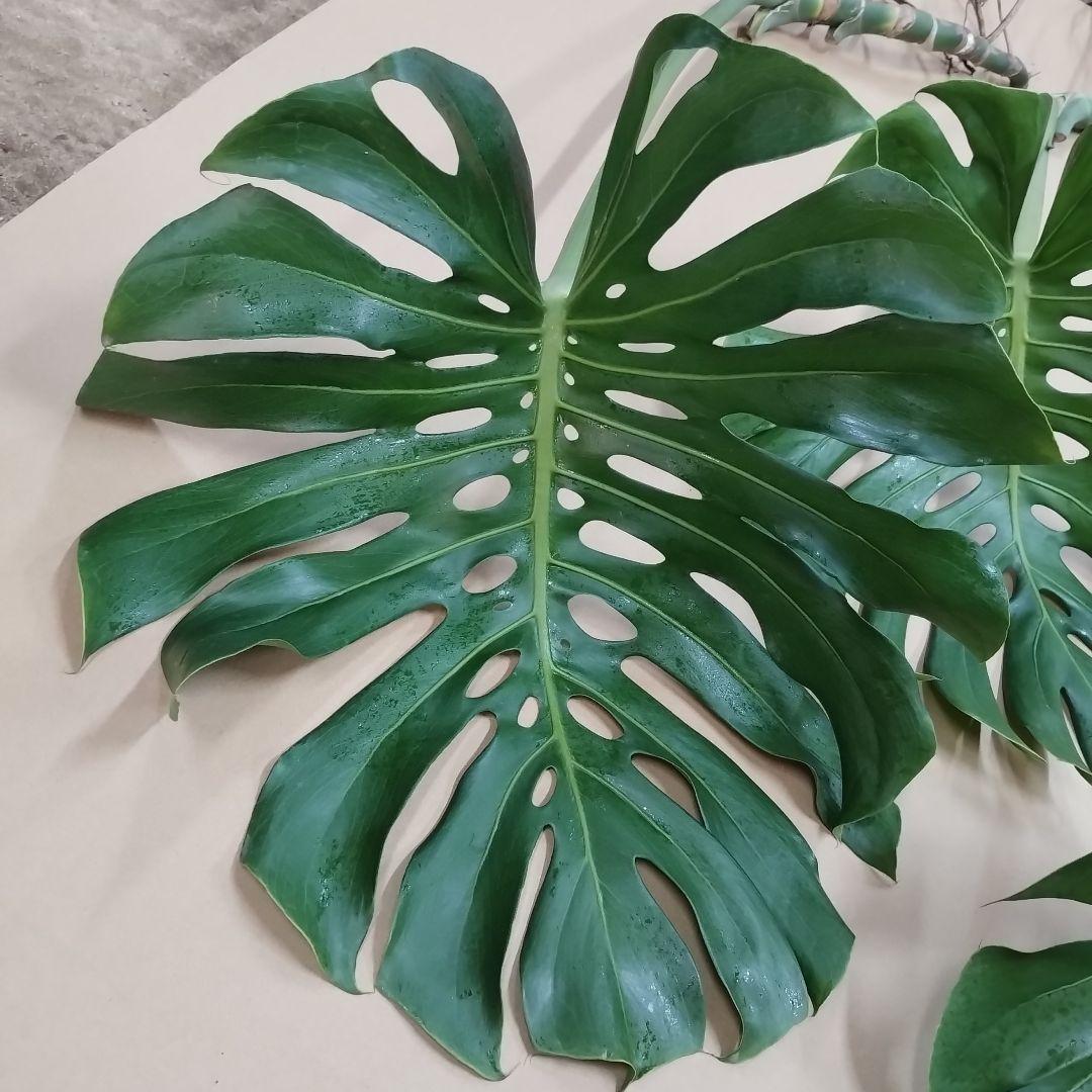 モンステラ　観葉植物 3枚セット