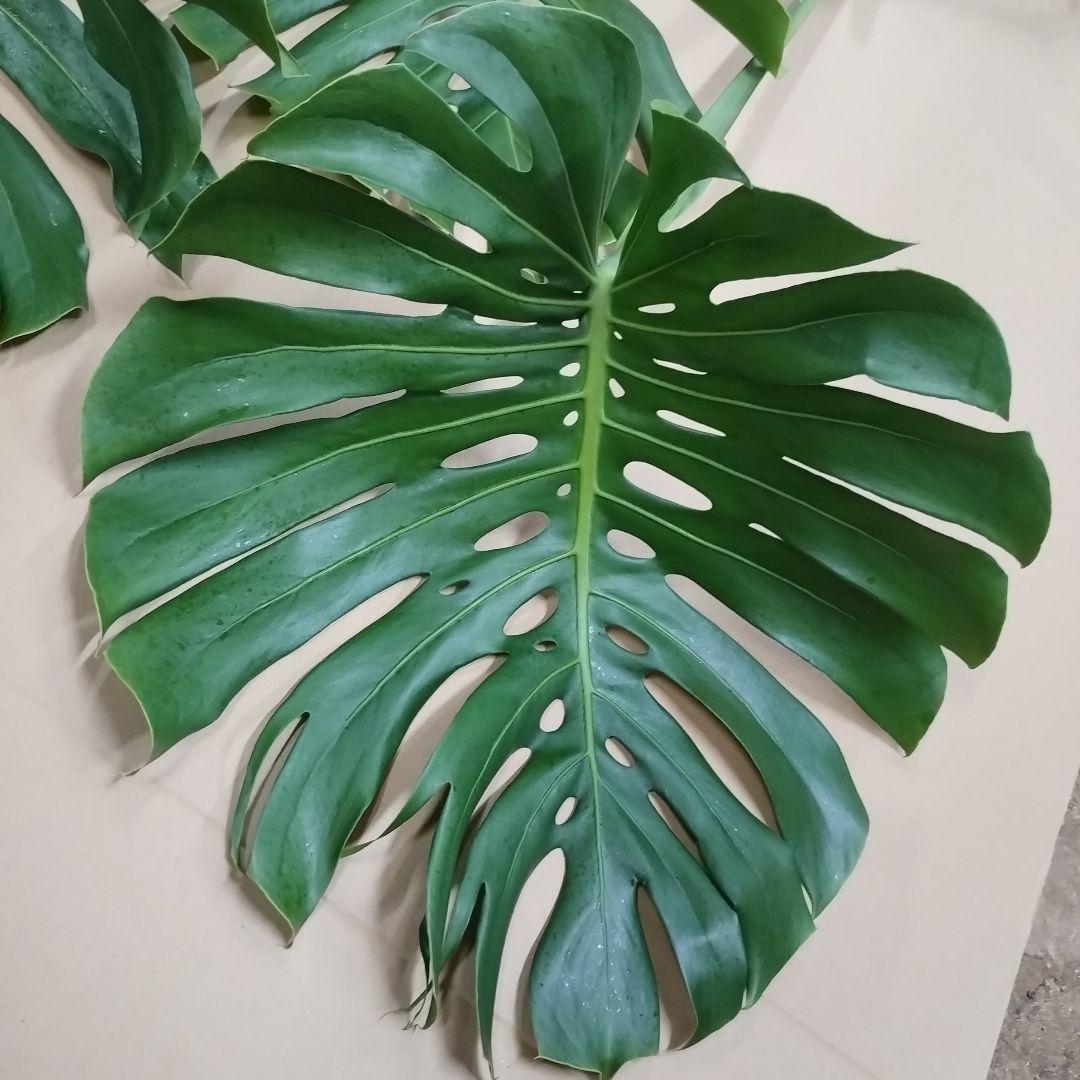 モンステラ　観葉植物 3枚セット