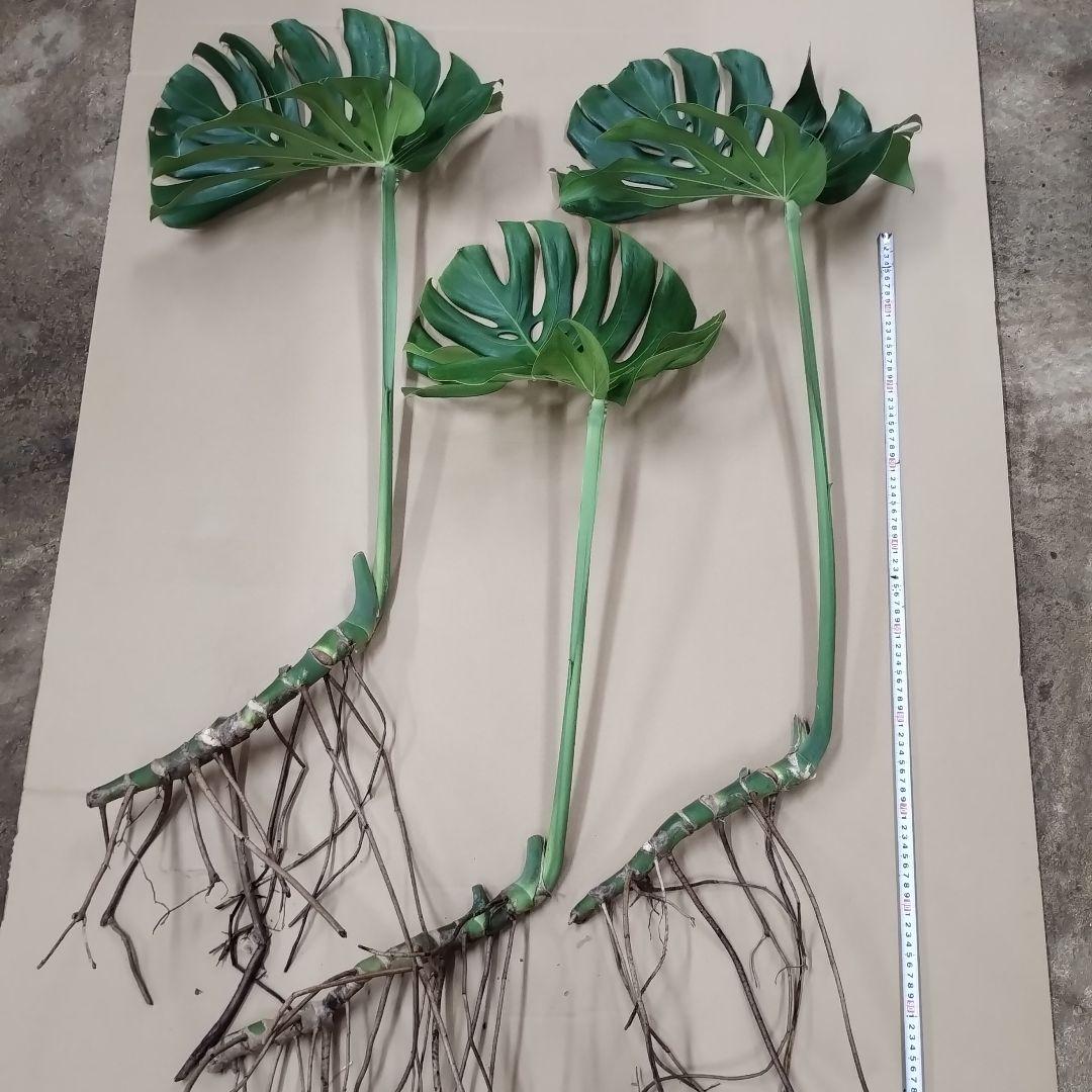 モンステラ　観葉植物 3枚セット