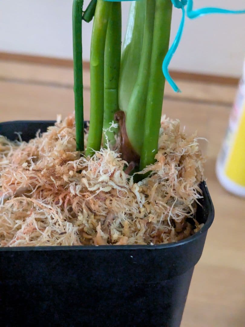 Philodendron furcatum フィロデンドロン レア品種 - メルカリ