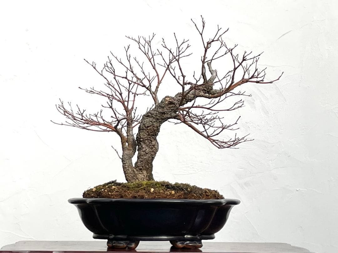 三河盆栽　荒皮もみじ　盆栽