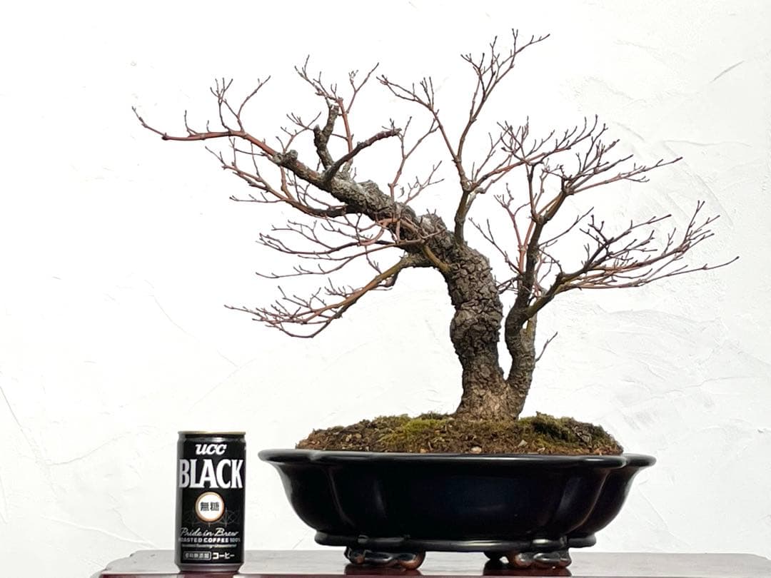 三河盆栽　荒皮もみじ　盆栽