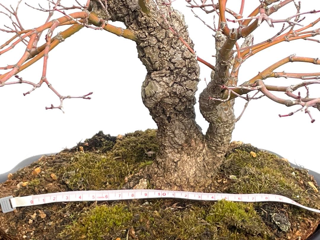 三河盆栽　荒皮もみじ　盆栽