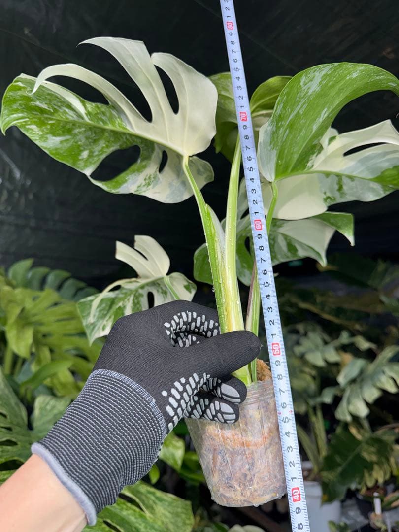 J2 モンステラ ボルギシアナ アルボ ホワイトタイガー白斑 健康カット