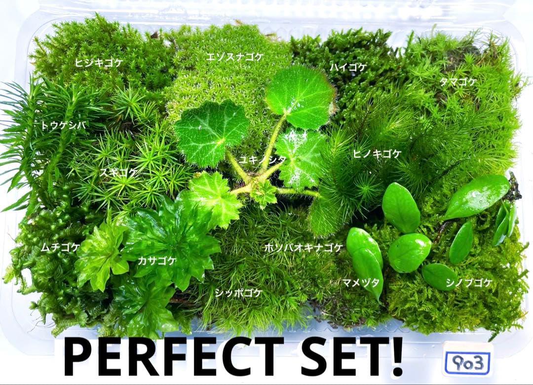 苔テラリウム 【極】③カサゴケ入り14種☆ - メルカリ