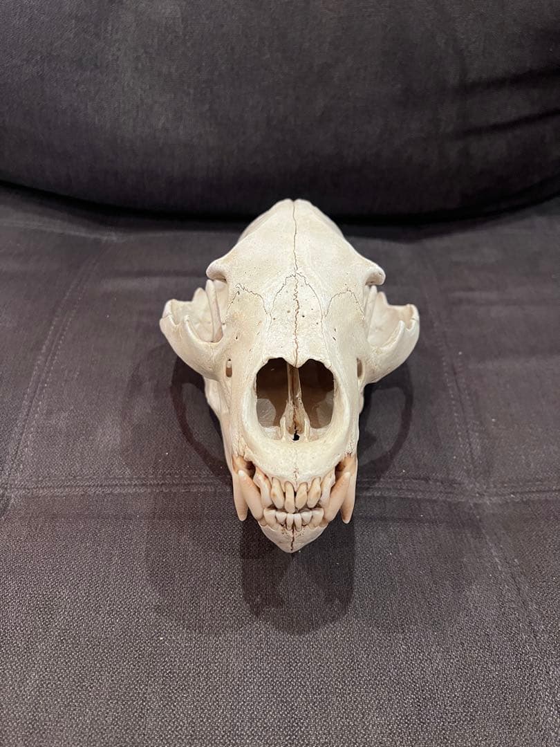 ツキノワグマ 熊 頭骨 頭蓋骨 骨格標本