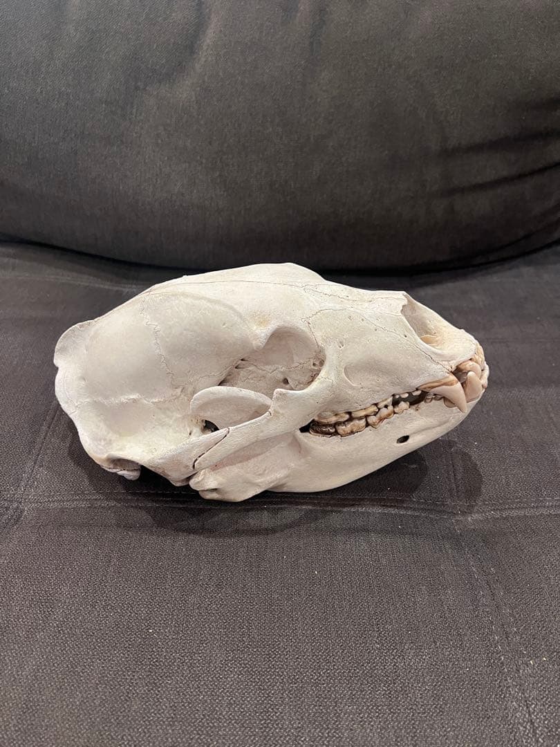 ツキノワグマ 熊 頭骨 頭蓋骨 骨格標本