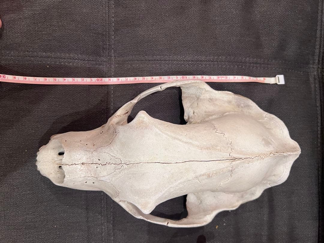 ツキノワグマ 熊 頭骨 頭蓋骨 骨格標本