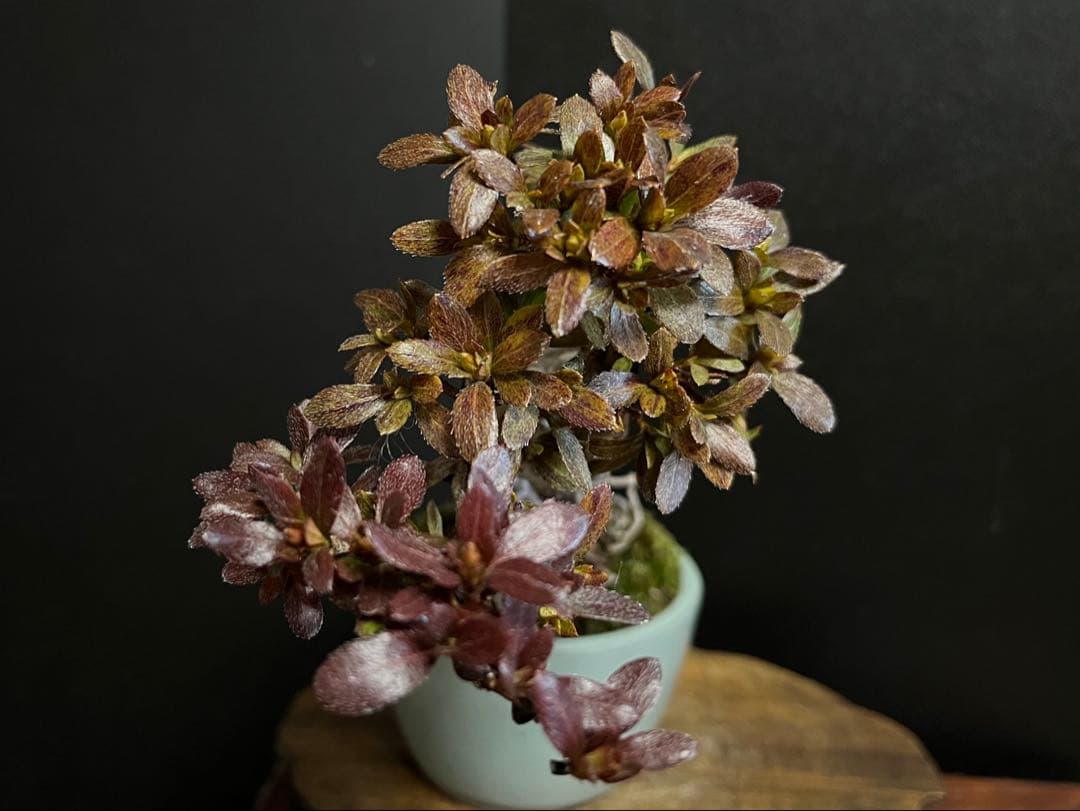 皐月盆栽 彩 根上がり 小品盆栽 根芸 花芽あり (検索用 サツキ、花物