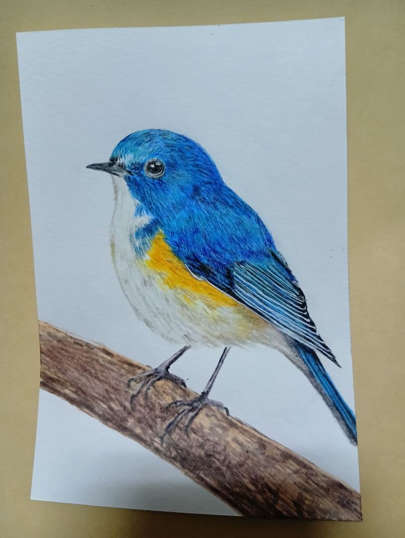 手描きイラスト 自作イラスト ルリビタキ 色鉛筆画 絵画 幸せの青い鳥