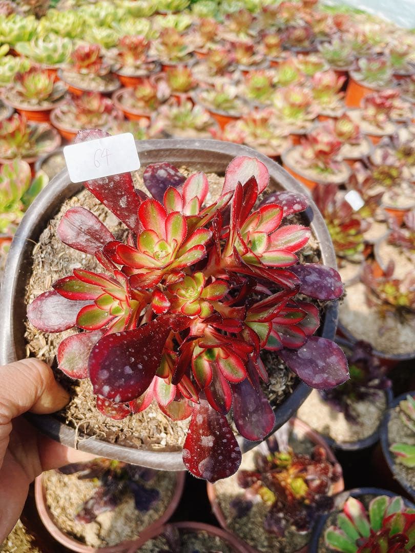 64 シャネル 小群生 アエオニウム 多肉植物 抜き苗 - メルカリ