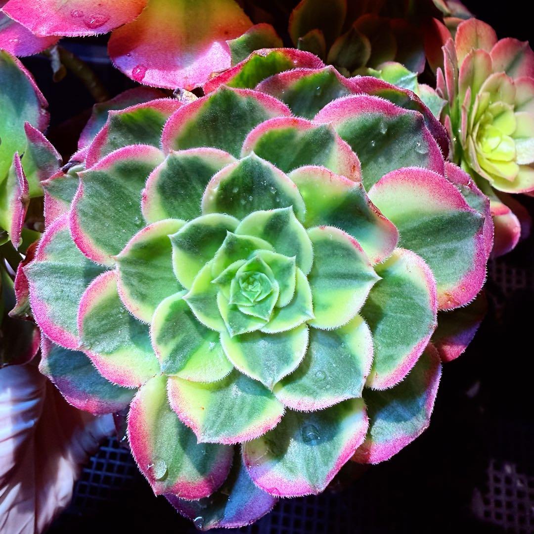 超レア新品種 アエオニウム マリンニンフ錦(群生) 法師錦