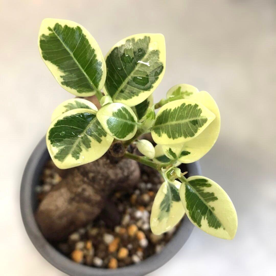 パンダ　ガジュマル　斑入り　接木