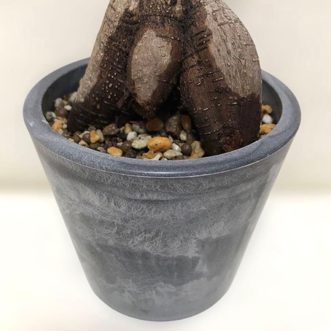 パンダ　ガジュマル　斑入り　接木