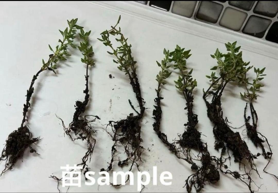 香るアロマタイム　根付き苗　分割5苗