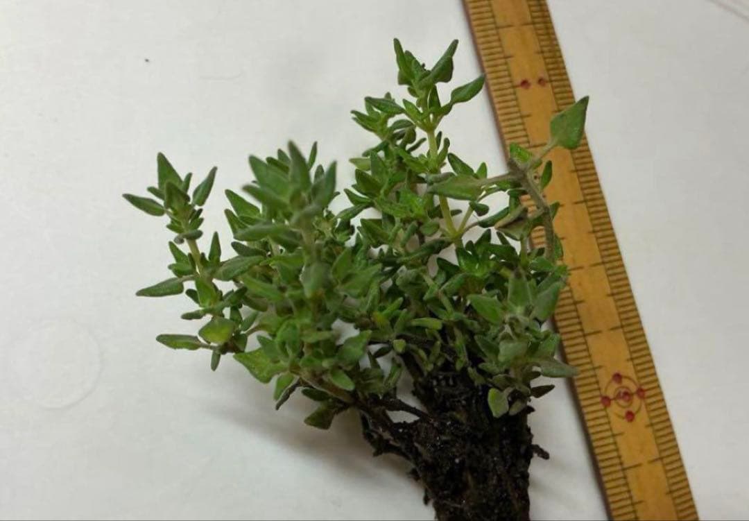 香るアロマタイム　根付き苗　分割5苗