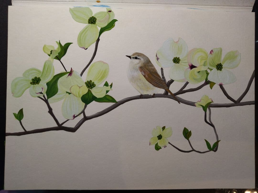 ウグイスとハナミズキ　ガッシュ画