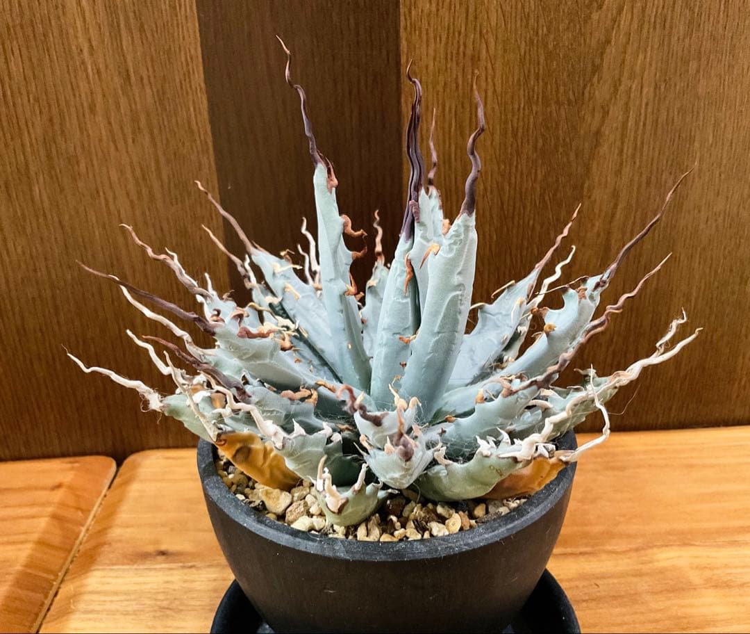 お値下げ中　アガベ　ユタエンシス　エボリスピナ　陽炎　1点