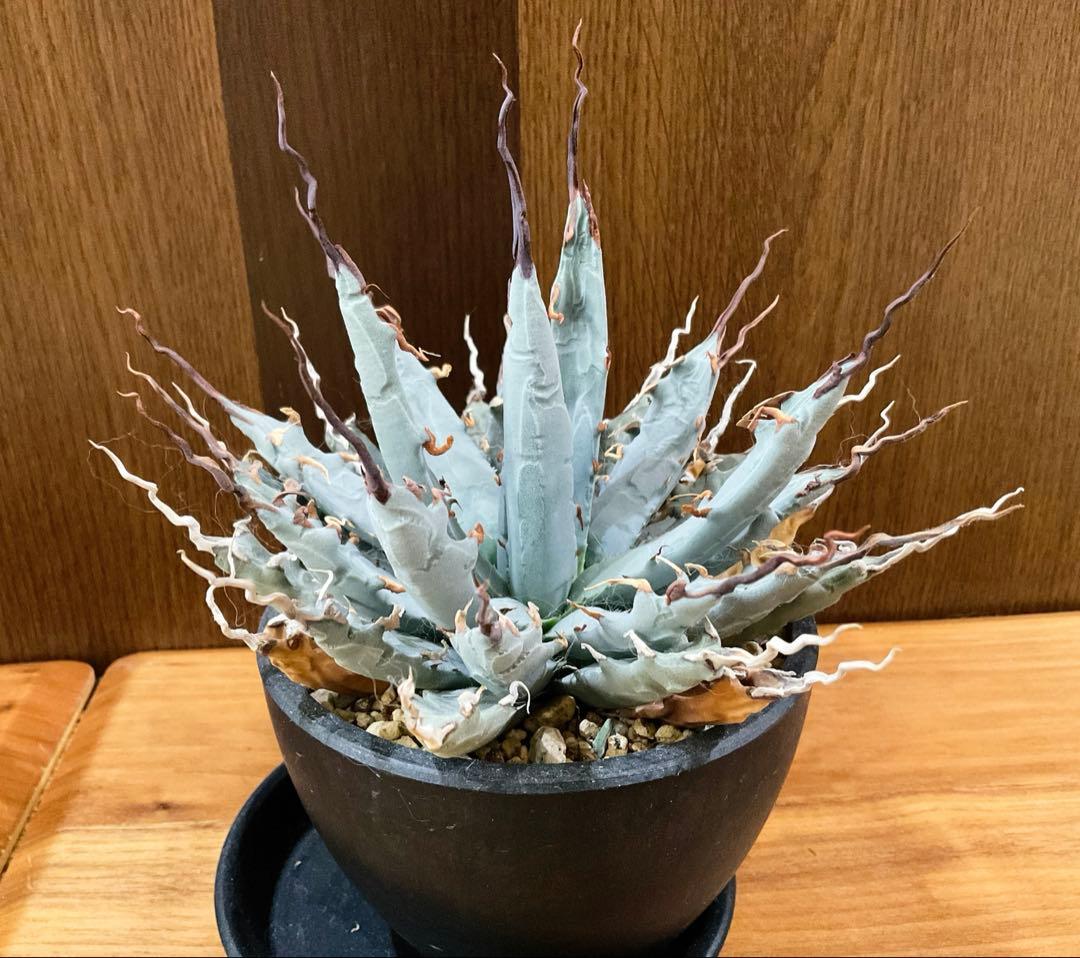 お値下げ中　アガベ　ユタエンシス　エボリスピナ　陽炎　1点