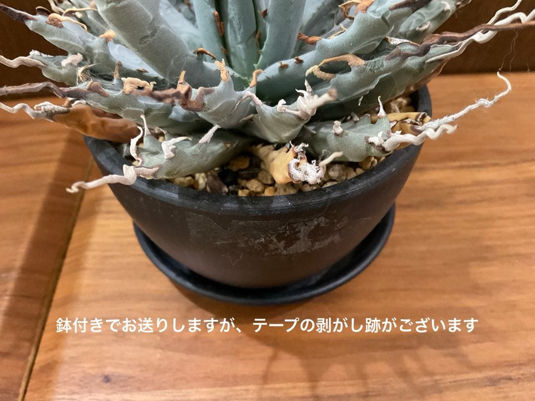 お値下げ中　アガベ　ユタエンシス　エボリスピナ　陽炎　1点