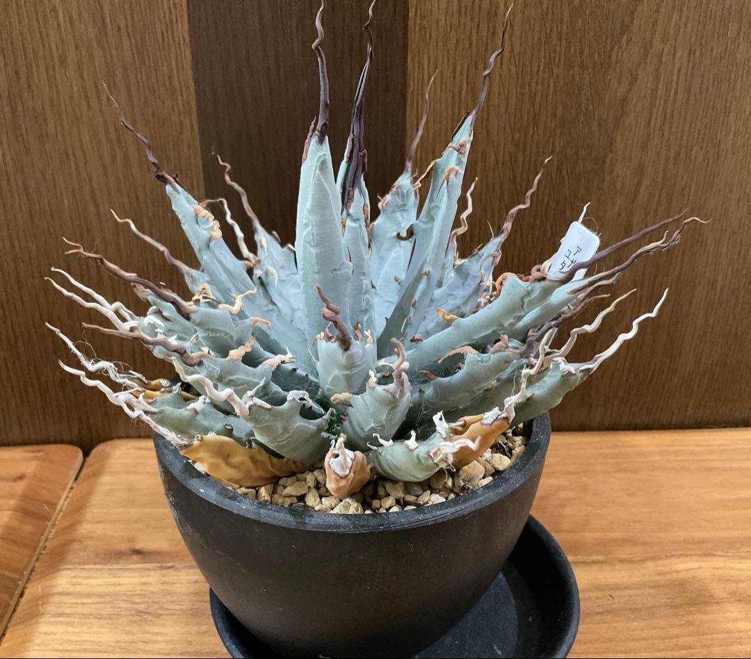 お値下げ中　アガベ　ユタエンシス　エボリスピナ　陽炎　1点