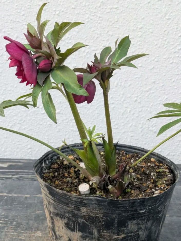 広瀬園芸 クリスマスローズ レッドリバーシブルDD｜内黒赤×裏ワインレッド