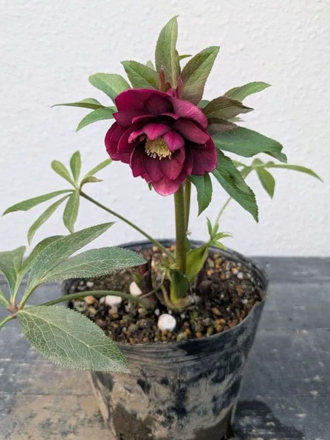 広瀬園芸 クリスマスローズ レッドリバーシブルDD｜内黒赤×裏ワインレッド