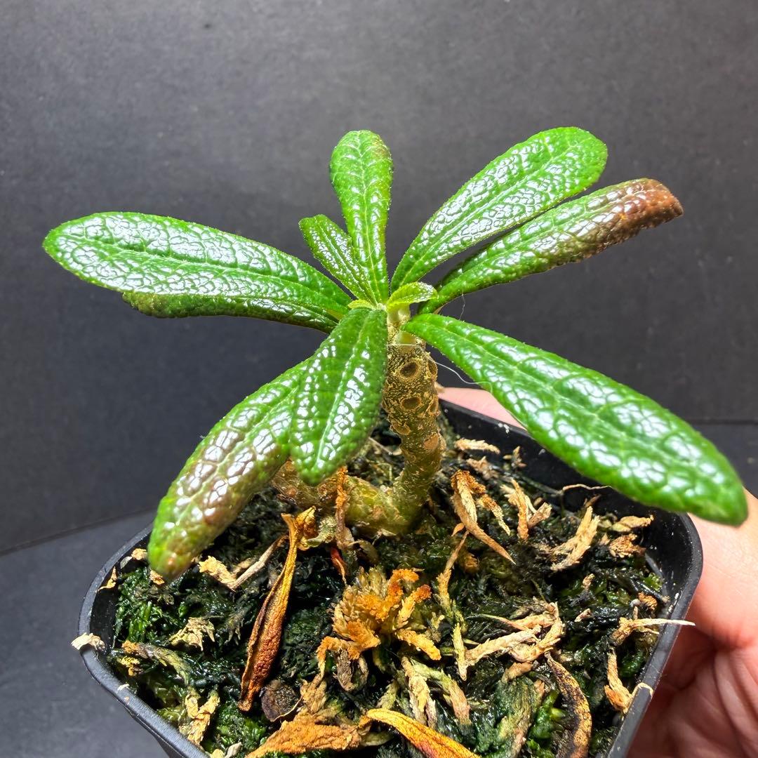 発根済み】 ドルステニア ギガス 挿木 - メルカリ