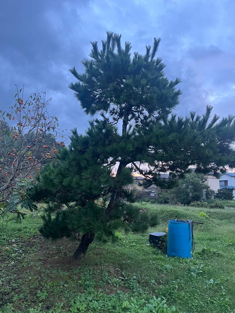 中型 松 健康的な針葉樹　黒松　庭木