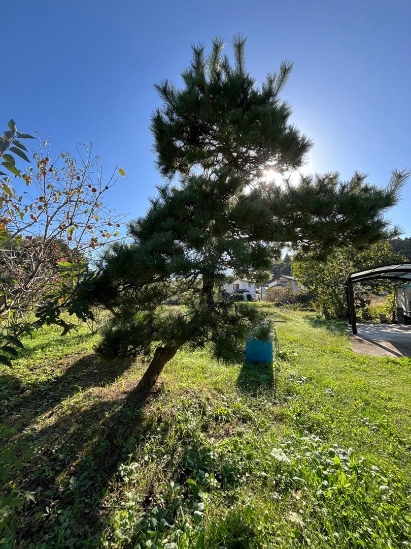 中型 松 健康的な針葉樹　黒松　庭木