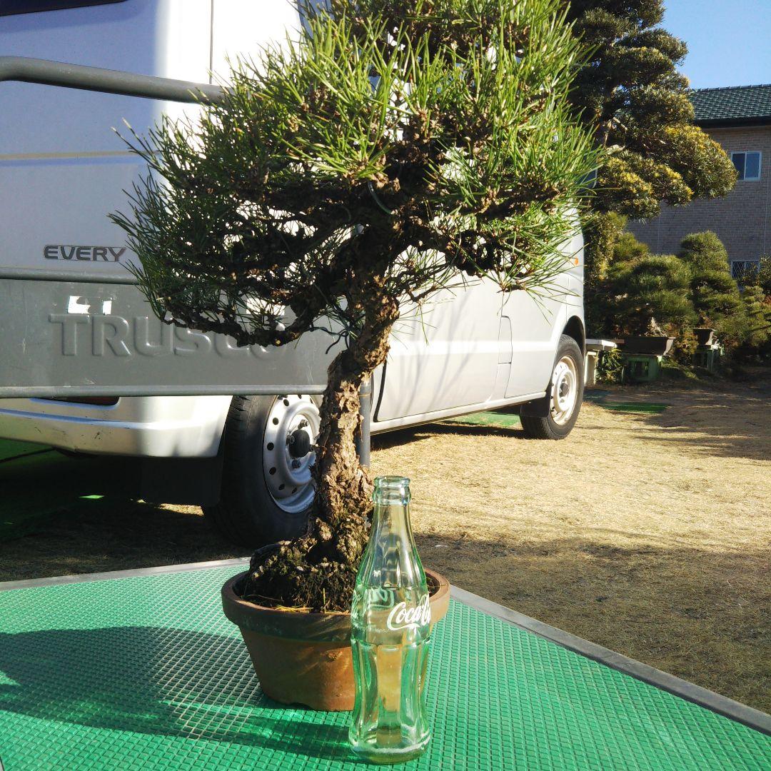 タイムセール⭕️ 実生65年 黒松盆栽 送料無料 BONSAI 盆栽 インテリア